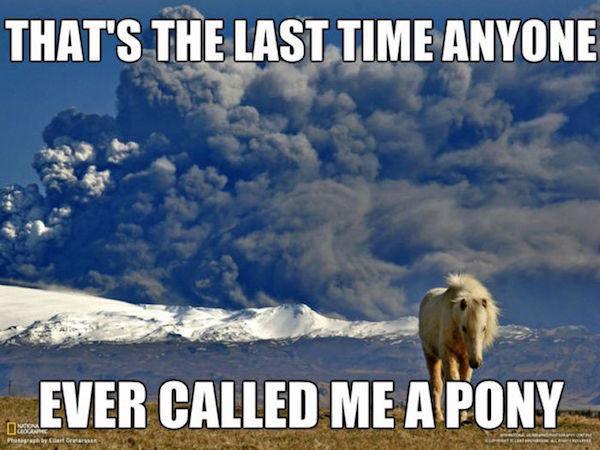 hilarious photo captions - That'S The Last Time Anyone Ever Called Me Apony