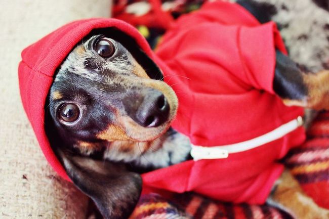 The 26 most wiener dog pictures