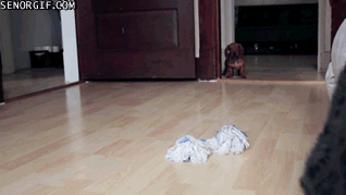The 26 most wiener dog pictures