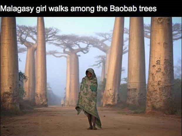 baobab trees madagascar - Malagasy girl walks among the Baobab trees
