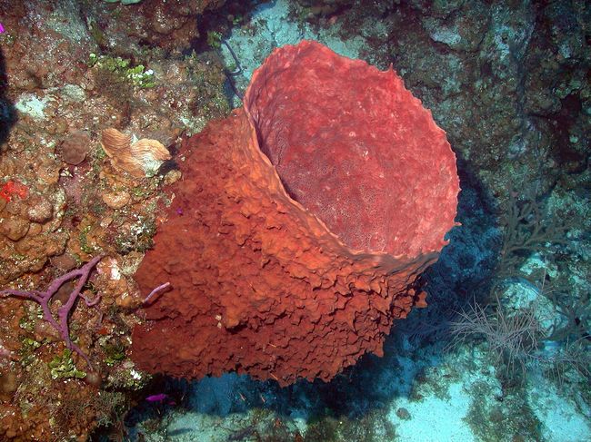 Caribbean Barrel Sponge