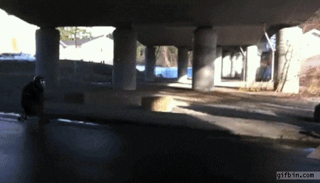 12 Gifs With Surprise Endings