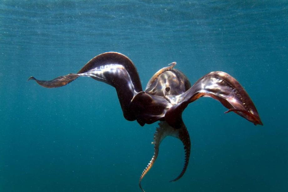 The Blanket Octopus