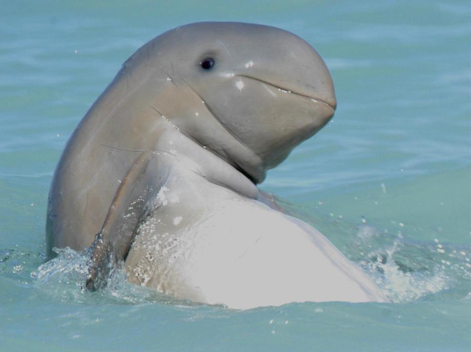 The Irrawaddy Dolphin