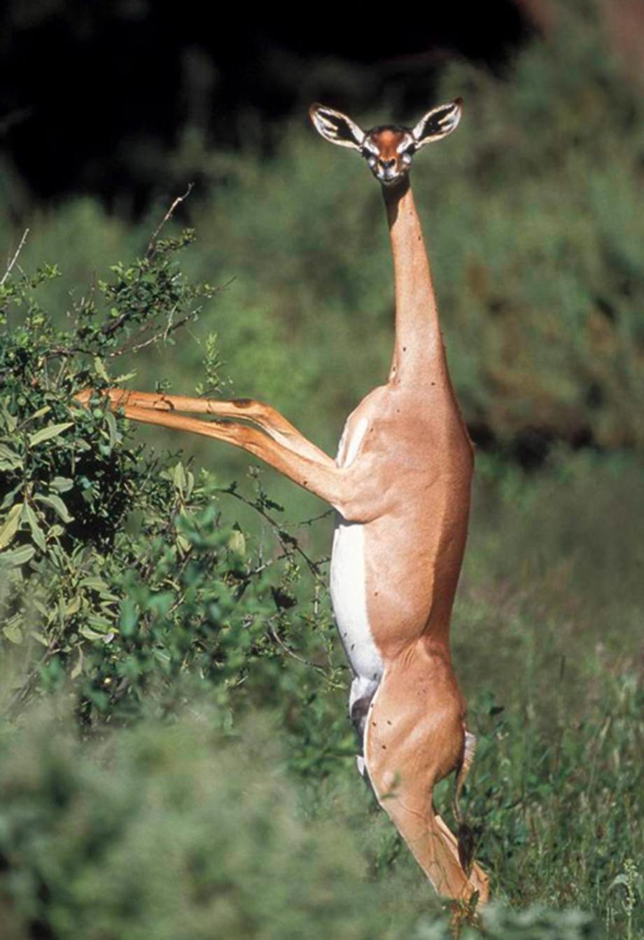 The Gerenuk