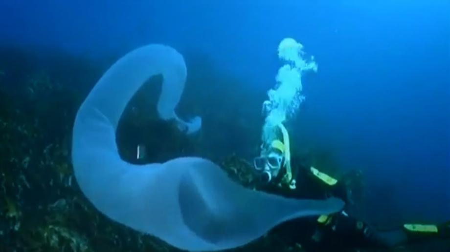 The 60-Foot Long Pyrosome