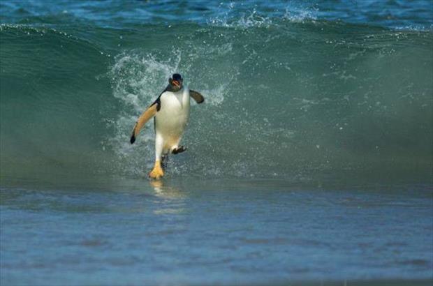 penguin on a surfboard