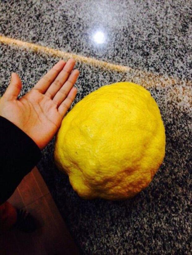 gigantic lemon