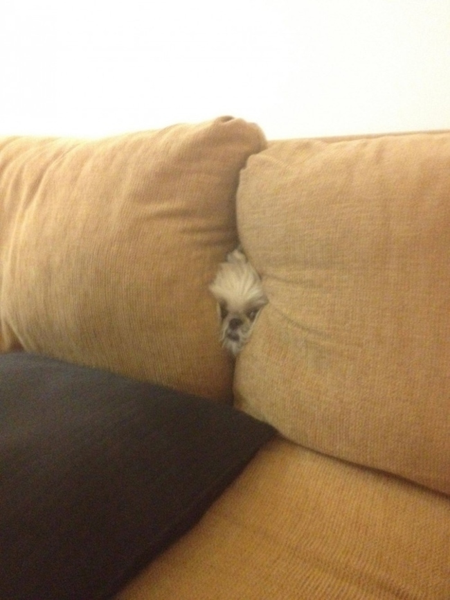 dogs playing hide and sick dog in couch