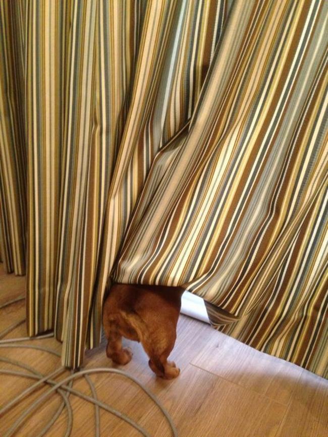 dogs playing hide and sick