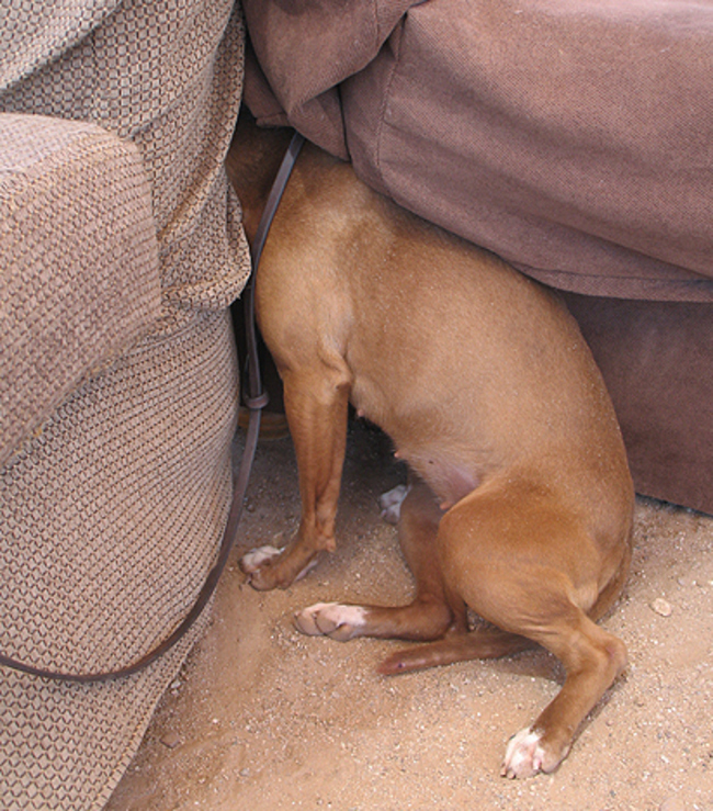 dogs playing hide and sick dog hiding