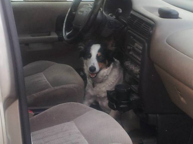 dogs playing hide and sick vehicle door