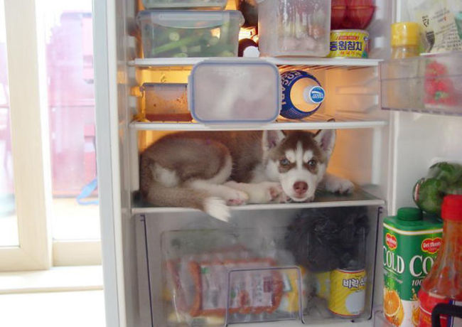 dogs playing hide and sick dog inside fridge - Old Co