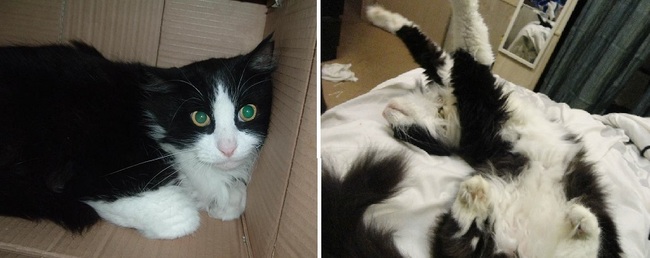 25 before and after pictures of adopted pets