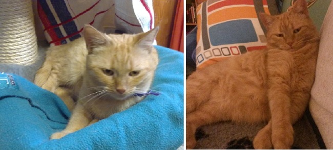 25 before and after pictures of adopted pets
