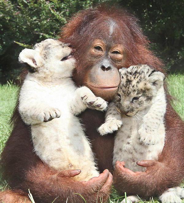 23 odd animal friendships