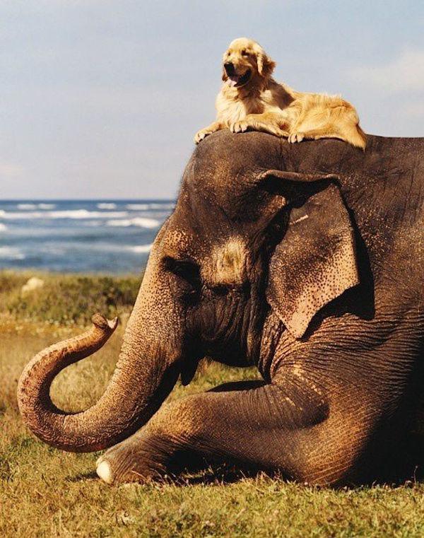 23 odd animal friendships