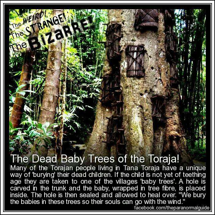 nature reserve - The Weirdi he Strange The Dead Baby Trees of the Toraja! Many of the Torajan people living in Tana Toraja have a unique way of 'burying' their dead children. If the child is not yet of teething, age they are taken to one of the villages '
