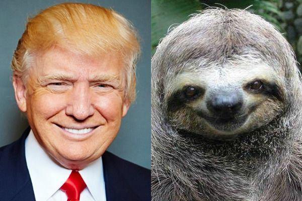 trump sloth