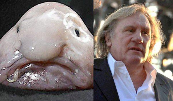 30 Animals That Look Oddly Familiar