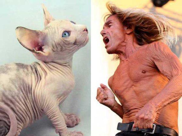 cats who look like people