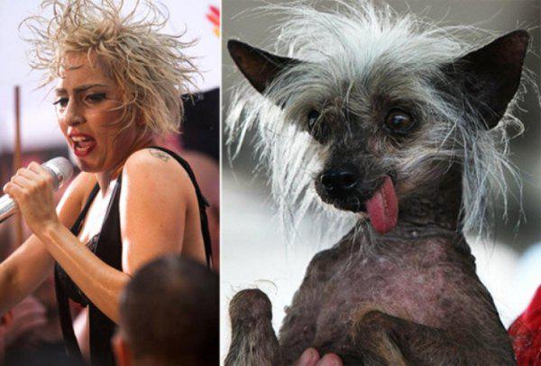 dogs that look like celebrity
