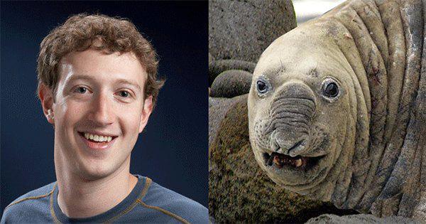 30 Animals That Look Oddly Familiar
