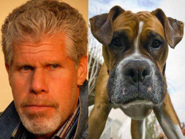 dog celebrity look alikes