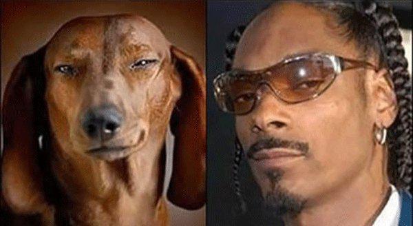 dogs that look like celebrities