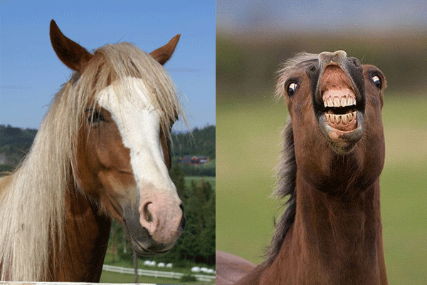 30 Animals That Look Oddly Familiar