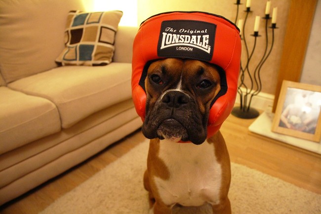 The 21 most boxer things to ever happen