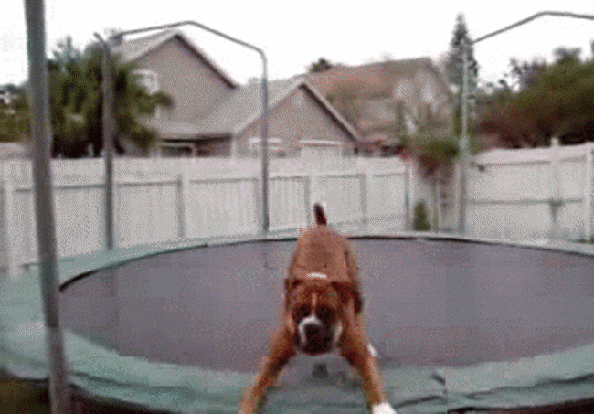 The 21 most boxer things to ever happen