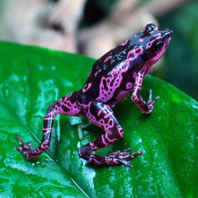 Costa Rican Variable Harlequin Toad or the "Clown Frog"
