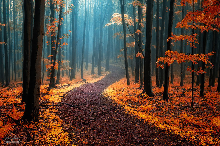 15 Beautiful Forests You'd love to get Lost in