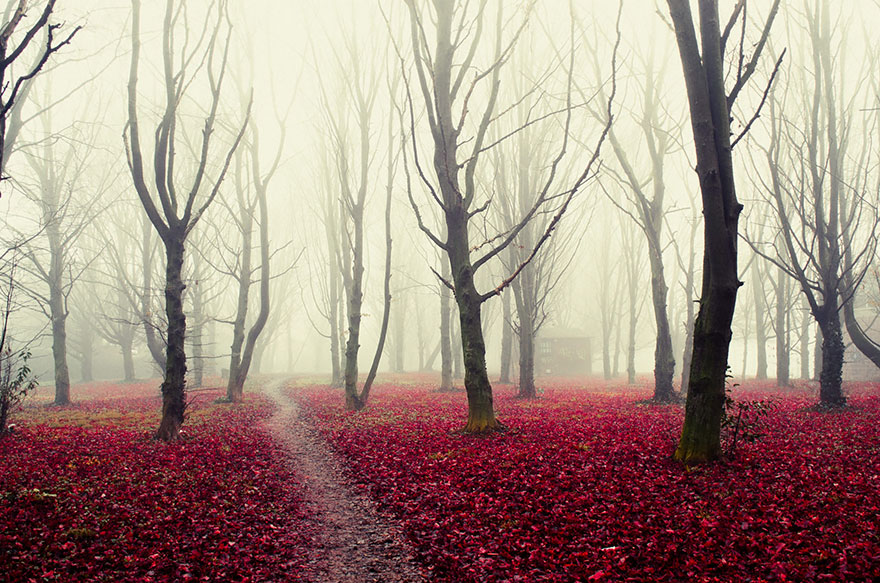 15 Beautiful Forests You'd love to get Lost in