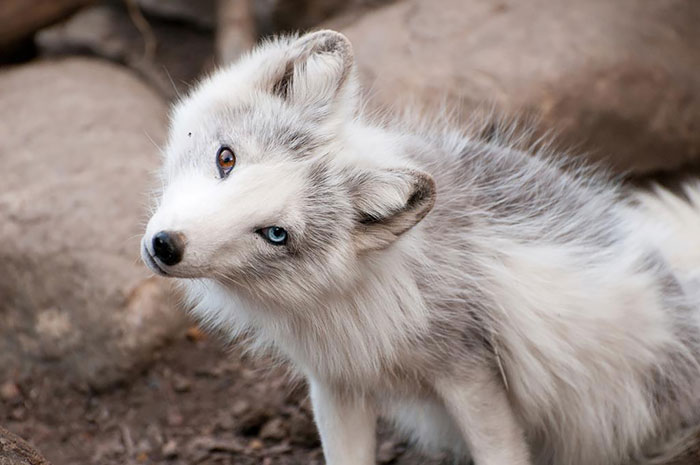19 animals with different colored eyes