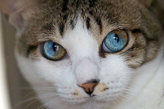 19 animals with different colored eyes