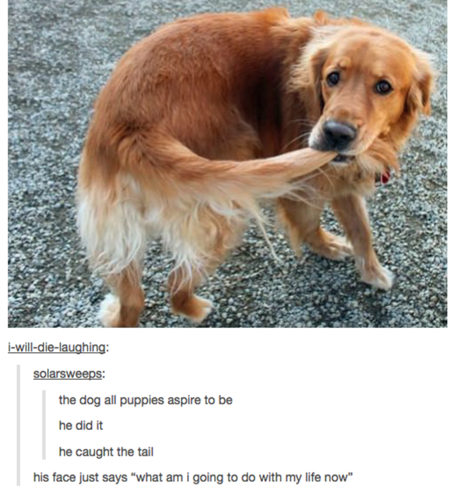tumblr - dog that caught its tail - iwilldielaughing solarsweeps the dog all pupples aspire to be he did it he caught the tail his face just says "what am i going to do with my life now"