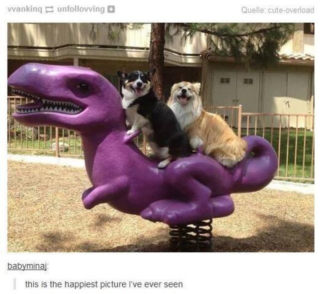 tumblr - posts animals - vvanking unfollovving Quellecuteoverload babyminai this is the happiest picture I've ever seen