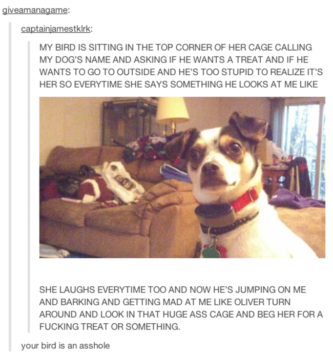 tumblr - my bird is an asshole - giveamanagame captainjamestklrk My Bird Is Sitting In The Top Corner Of Her Cage Calling My Dog'S Name And Asking If He Wants A Treat And If He Wants To Go To Outside And He'S Too Stupid To Realize It'S Her So Everytime Sh