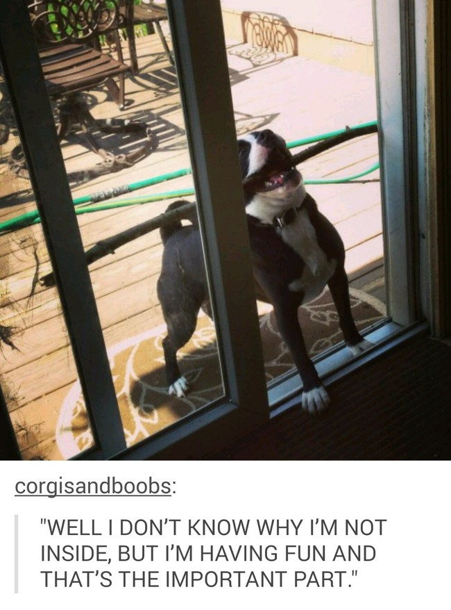tumblr - hilarious dog tumblr posts - corgisandboobs "Well I Don'T Know Why I'M Not Inside, But I'M Having Fun And That'S The Important Part."