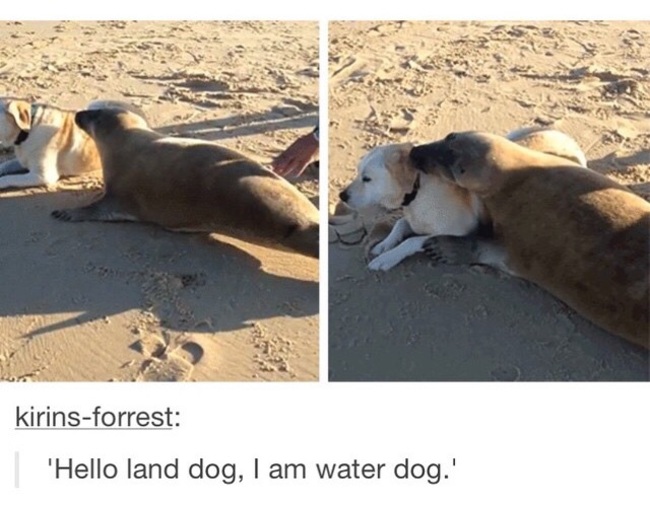 tumblr - seals water dogs - kirinsforrest | 'Hello land dog, I am water dog.'