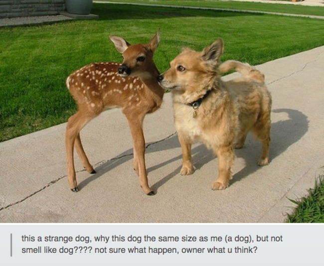 tumblr - dog deer meme - this a strange dog, why this dog the same size as me a dog, but not smell dog???? not sure what happen, owner what u think? this a
