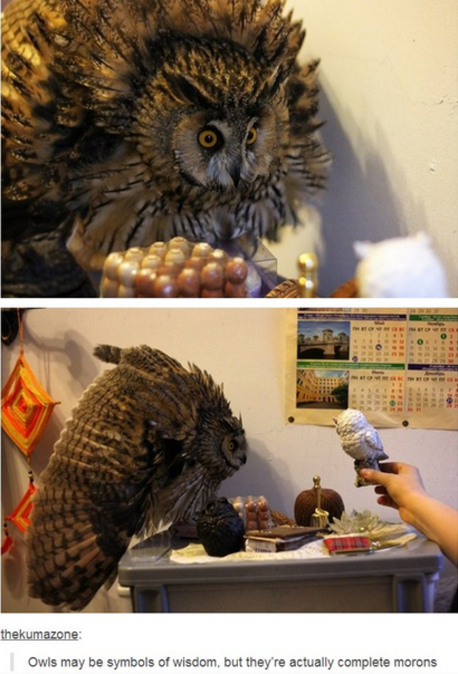 tumblr - funny animals - thekumazone Owls may be symbols of wisdom, but they're actually complete morons