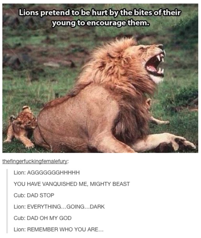 tumblr - lions pretend to be hurt by the bite of their young - Lions pretend to be hurt by the bites of their young to encourage them. thefingerfuckingfemalefury Lion Aggggggghhhhh You Have Vanquished Me, Mighty Beast Cub Dad Stop Lion Everything...Going.