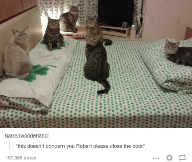 tumblr - funny cat - barrenwonderland "this doesn't concern you Robert please close the door 167,368 notes