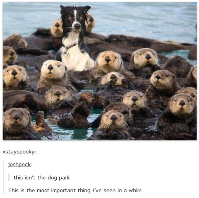 tumblr - isn t the dog park - xstayspooky joshpeck this isn't the dog park This is the most important thing I've seen in a while