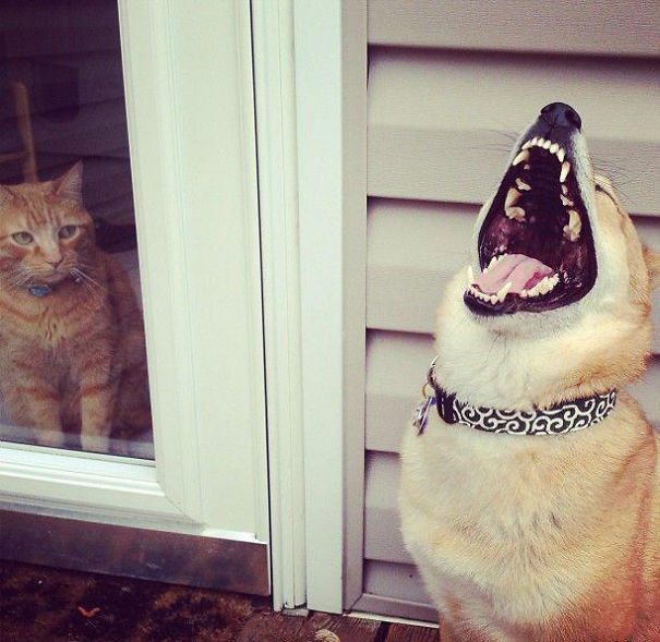 dog laughing at cat