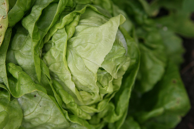 Brown-bag your lettuce. Lettuce will keep longer if you place it in a roomy paper bag before putting it in the fridge. Also, leave the outer leaves in place even if they're limp or dirty: they keep the rest of the head fresh while in storage.