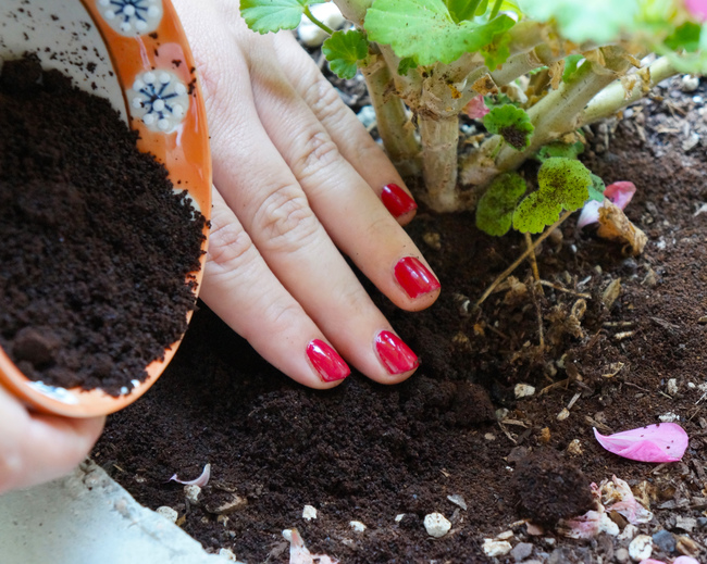 Add spent coffee grounds to potted plants. Coffee grounds contain nutrients needed by acid-loving plants like roses, hydrangea, blueberries, raspberries, strawberries, and tomatoes.